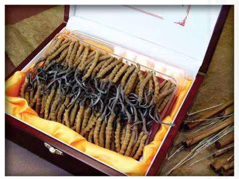 遵义冬虫夏草回收